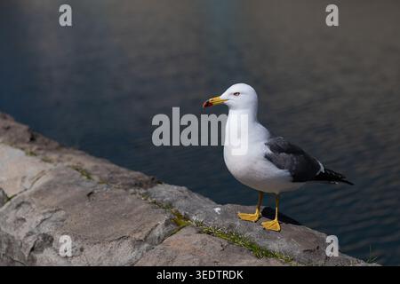 Une mouette se dresse sur un mur de pierre à côté de l'eau calme, capturée dans un portrait propre de la faune avec espace de copie. Banque D'Images