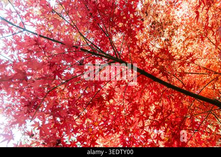 Belles feuilles d'érable rouge avec des branches sur l'arbre pendant l'automne Banque D'Images