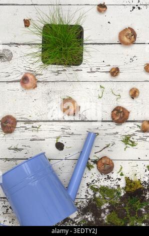 Jardinage au printemps : préparation de bulbes à fleurs et de plants de plantes, d'herbe, de sol et d'arrosoir bleu sur fond de planches de bois blanches. Banque D'Images