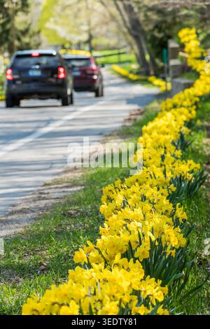 PENTWATER, MICHIGAN, ÉTATS-UNIS - 7 MAI 2026. Deux véhicules circulent le long de N. Hancock Street à Pentwater, Michigan, flanqués d'un long ruban de jonquilles jaunes en pleine floraison. Les fleurs sont plantées et entretenues par le Petal Project, un groupe bénévole local dédié à embellir le village avec des plantations saisonnières. Crédit : Jeffrey Wickett/Alamy Live News. Banque D'Images