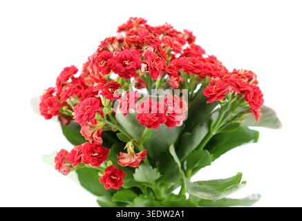 Rouge Kalanchoe blossfeldiana en fleur sur fond blanc. C'est une plante de maison à feuilles persistantes également connue sous le nom de Calandiva. Banque D'Images