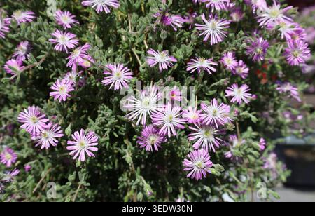 Floraison Drosanthemum floribundum, également connu sous le nom de rodondo rampant, rodondo rosée pâle ou rosée-fleur. C'est une plante succulente vivace Banque D'Images