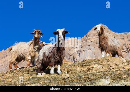 Trois chèvres sauvages omanaises de montagne (chèvres Jabal Akhdar) dans les montagnes Hajar occidentales autour de Jebel Shams dans le Sultanat d'Oman Banque D'Images