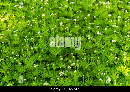 Détail étroit de couvre-sol vert avec de petites fleurs blanches. Galium odoratum, la douce marie. Banque D'Images