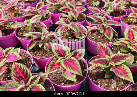 Germination des plantes Baby Coleus en serre. C'est une plante ornementale à feuilles persistantes, également connue sous le nom d'ortie peinte. Banque D'Images