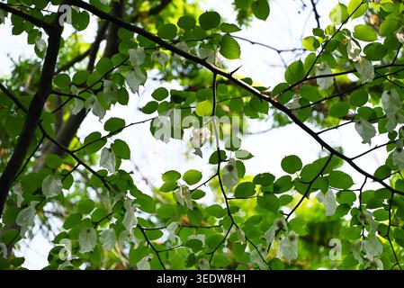 white flower of dove tree on the branch in sunny day in the forest Banque D'Images