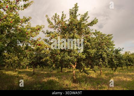 Cerises aigres rouges poussant sur un cerisier. Fruits de cerise mûrs et feuillage d'arbre vert Banque D'Images