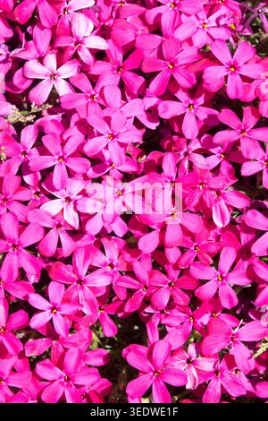 Phlox douglasii 'Zigeunerblut' Banque D'Images