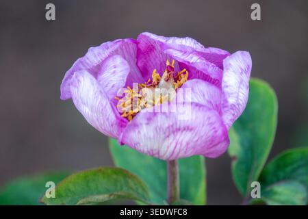 Paeonia, Paeonia mascula subsp. hellenica Banque D'Images