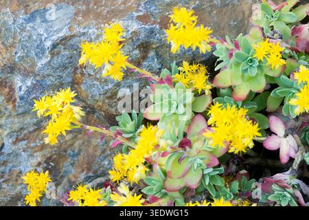 Fleurs jaunes et rosettes charnues du Stonecrop Sedum palmeri de Palmer sur un rocher dans un jardin de printemps Banque D'Images