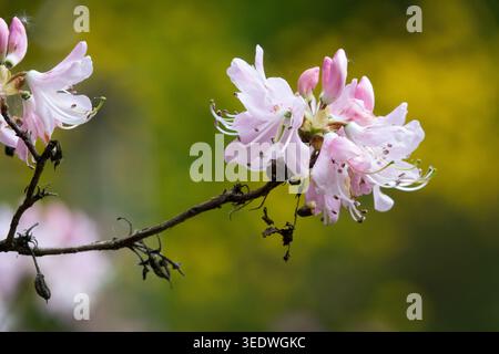 Rhododendron vaseyi ,Rose-Shell Azalea close up fleur Banque D'Images