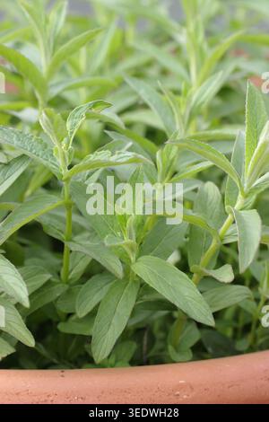 Plante de menthe asiatique, Mentha longifolia var. asiatiques. Mentha asiatica part. Banque D'Images