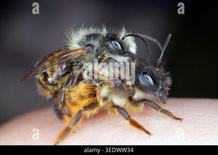 Osmia bicornis (synonyme Osmia rufa) est une espèce d'abeille maçon, connue sous le nom d'abeille maçon rouge. Mâle sur le dessus et femelle dans ma main. Banque D'Images