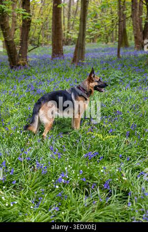 Berger allemand debout parmi les bluebells à Simons Wood, Wokingham, Berkshire, Royaume-Uni Banque D'Images