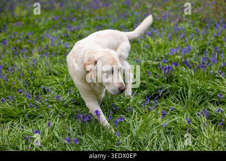 Labrador marchant à travers des cloches à bois de Simons, Wokingham, Berkshire, Royaume-Uni Banque D'Images