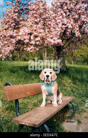 Beagle est assis sur un banc dans un parc avec des cerisiers en fleurs pendant une journée ensoleillée au printemps Banque D'Images
