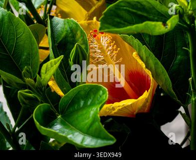 Une photo rapprochée du cœur d'une fleur d'hibiscus Banque D'Images