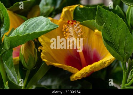 Une photo rapprochée du cœur d'une fleur d'hibiscus Banque D'Images