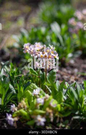 Primevère rose fleurissant dans le jardin de printemps sur parterre de fleurs parmi d'autres plantes vivaces. Gros plan Banque D'Images