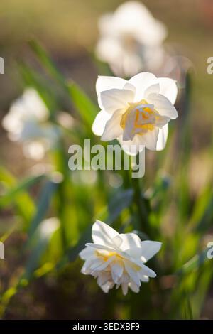 Jonquilles blanches fleurissant dans le jardin de printemps au coucher du soleil. Les fleurs doubles fraîches poussent sur le parterre de fleurs. Banque D'Images