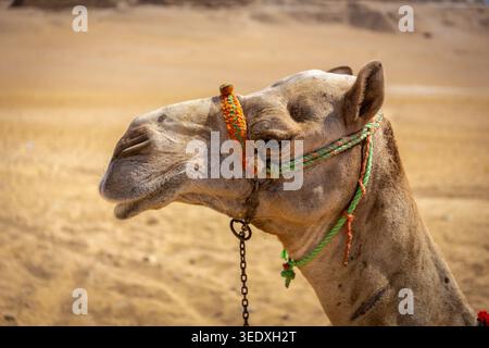 Tête de dromadaire de chameau avec bride colorée et chaîne sur le désert du Sahara à Gizeh, en Égypte, avec du sable du désert en arrière-plan. Banque D'Images