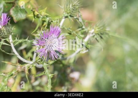 Gros plan d'une fleur de chardon violet avec des épines vertes vives et un fond naturel flou Banque D'Images