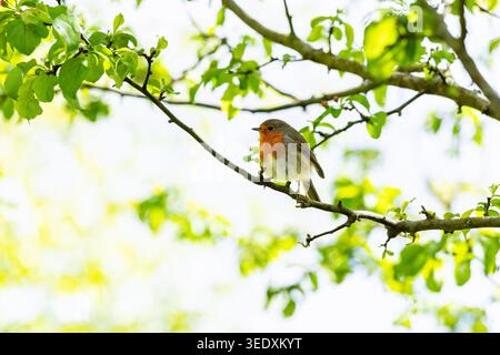 rouge-gorge européen sur la branche pendant la saison du printemps avec des feuilles vertes vibrantes poussant sur l'arbre. Oiseau sur fond de citron frais et de citron vert Banque D'Images