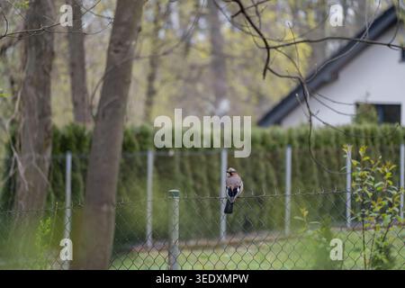 Eurasian jay assis sur une clôture de fil dans un jardin de banlieue calme entouré d'arbres et de verdure printanière. Scène animalière montrant un oiseau sauvage dans un restes Banque D'Images