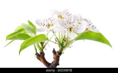 Fleurs de poire isolées sur fond blanc. Branche de poire fleurie avec fleurs blanches et feuilles vertes au printemps. Masque Banque D'Images