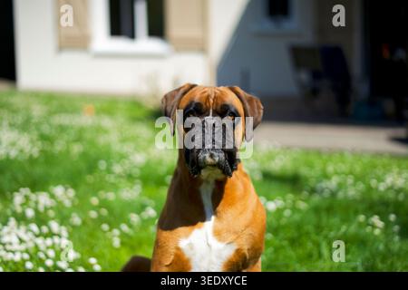 Portrait d'un chien boxeur assis regardant la caméra dans un jardin au printemps. Banque D'Images