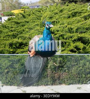 Perle indienne vif mâle avec plumage bleu-vert irisé debout sur une balustrade en verre sur fond de haie verte Banque D'Images
