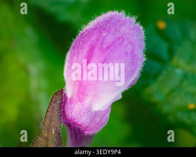 Vue macro extrême d'un bourgeon de fleur sauvage rose floue avec de fins poils blancs et des pétales texturés fleurissant sur un fond vert doux dans l'Illinois Banque D'Images