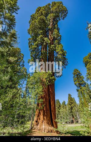 Une vue en bas angle d'un imposant séquoia géant (Sequoiadendron giganteum) avec une grande cicatrice de feu noir à sa base. Banque D'Images
