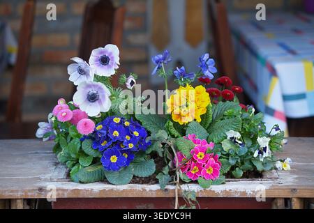 Une composition de différentes fleurs de printemps florissantes. Photo de haute qualité Banque D'Images