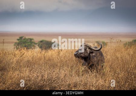 Buffle africain (Syncerus caffer) dans les prairies du cratère du Ngorongoro, Tanzanie, avec horizon brumeux et paysage de savane ouvert. Banque D'Images