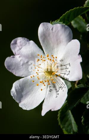 Rose de chien (Rosa canina) fleur blanche brillante à la lumière du soleil sur fond de feuillage naturel foncé au printemps en Grèce. Banque D'Images