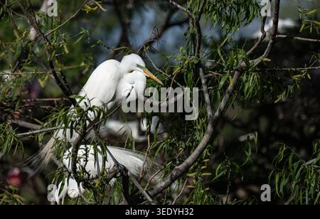 Grande aigrette (Ardea alba) en plumage nuptial complet se perche sereinement parmi les branches de saule vertes au Smith Oaks Sanctuary, High Island, Texas Banque D'Images