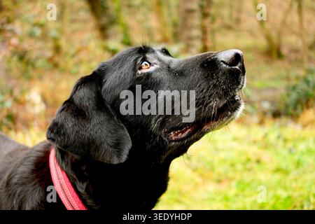 Portrait d'un chien labrador noir senior regardant vers le haut avec un arrière-plan flou d'automne. Banque D'Images