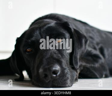 Tête d'un joli chien Labrador endormi couché. Banque D'Images
