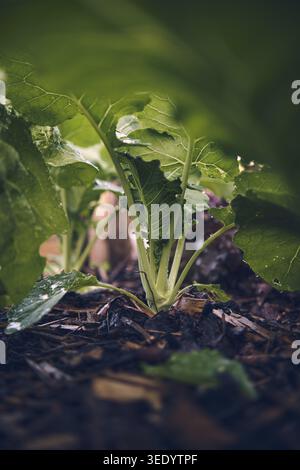Jeune plante Kohlrabi poussant dans le lit. Banque D'Images