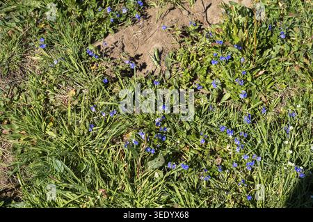 Fleurs bleues sauvages poussant parmi l'herbe verte avec des parcelles de sol sec Banque D'Images