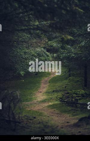 Sombre Foodpath dans les bois. Banque D'Images