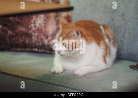 Chat orange et blanc assis sur un canapé dans un salon Banque D'Images