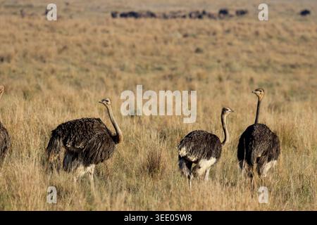 Vue de trois autruches debout dans l'herbe de savane sèche sous la lumière du jour doux Waterberg District Municipality, Limpopo, Afrique du Sud. Banque D'Images