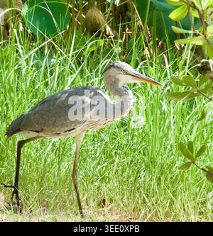 Heron gris juvénile (Ardea cinerea), recherche de nourriture dans les hautes herbes, au Japon Banque D'Images