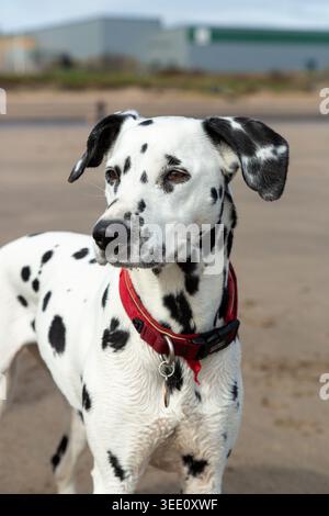 Un chien dalmate debout sur une plage. Banque D'Images