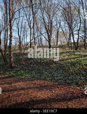 Colline ensoleillée dans la forêt de printemps avec fleurs sauvages en fleurs. Colline forestière couverte de fleurs sauvages blanches et d'herbe verte fraîche, avec de grands arbres sans feuilles. Banque D'Images