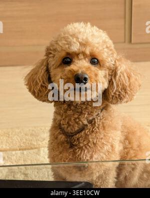 Portrait d'un caniche miniature abricot à l'intérieur. Caniche d'abricot soigné avec fourrure bouclée, assis calmement à l'intérieur et regardant directement l'appareil photo. Banque D'Images