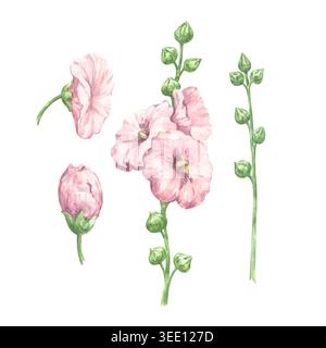 Un ensemble délicat d'aquarelle avec mauve rose, bourgeons et tiges Banque D'Images