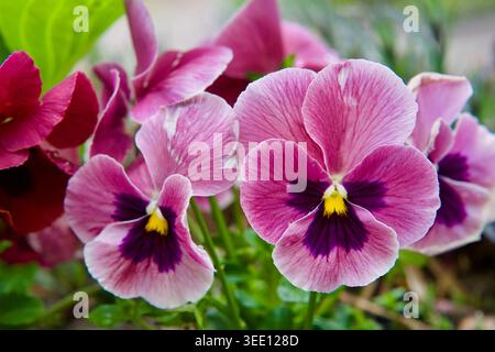 Gros plan de fleurs de pensées roses et violettes vibrantes (Viola tricolor hortensis) avec des centres sombres fleurissant dans un jardin printanier, de beaux détails floraux. Banque D'Images